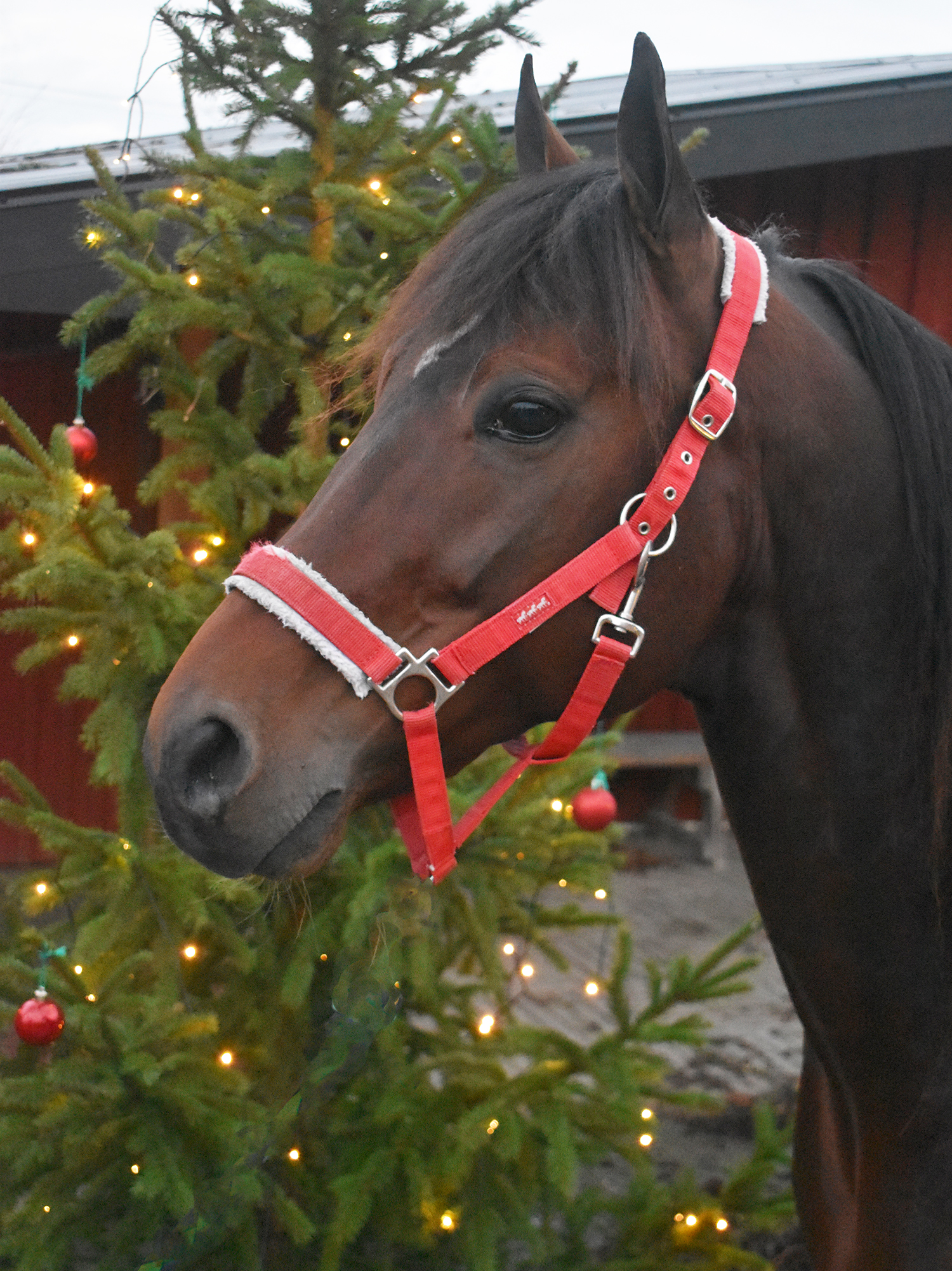 Who's Who önskar alla en riktigt God Jul!. Foto; A.Lindblom